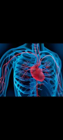 Schutzen Diese Knochen So Zusagen Das Herz Schutz Schutzen Diese Knochen So Zusagen Das Herz Schutz