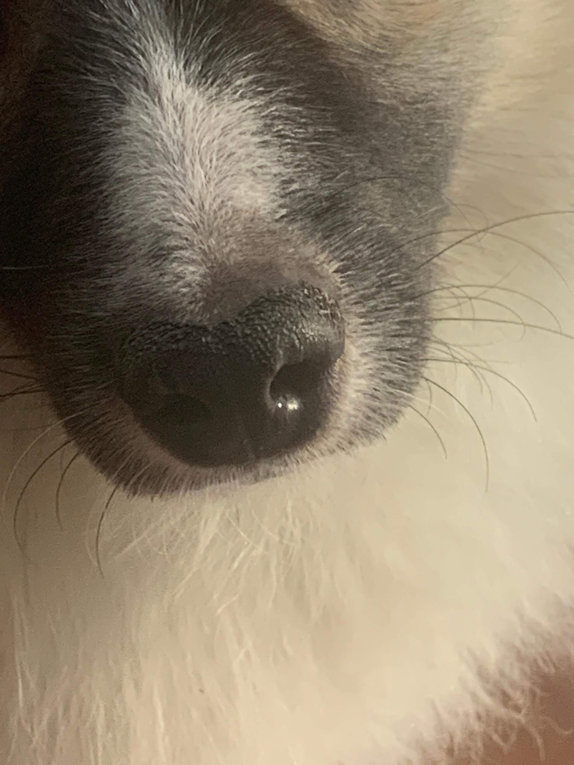 Schuppige Hunde Nase Gesundheit Und Medizin Tiere Angst Schuppige Hunde Nase Gesundheit Und Medizin Tiere Angst