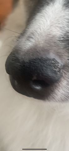 Schuppige Hunde Nase Gesundheit Und Medizin Tiere Angst Schuppige Hunde Nase Gesundheit Und Medizin Tiere Angst