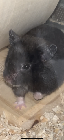 Schuppige Ohren Hamster?