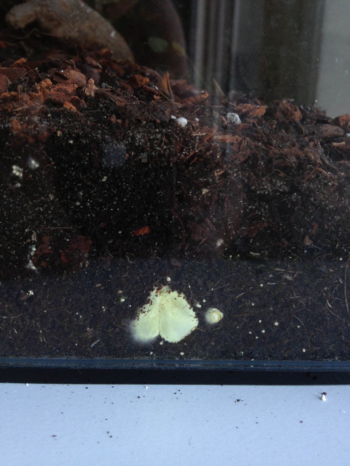 Schwamm/Pilz im Terrarium (Schimmel, Pilze, Schwammerl)