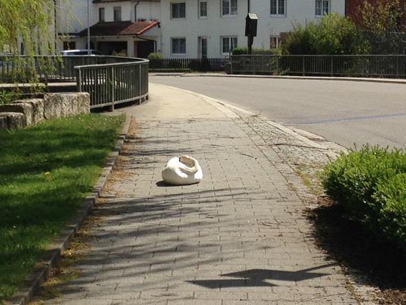 Da liegt er - (Schwan)