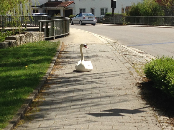 Da schaut er - (Schwan)