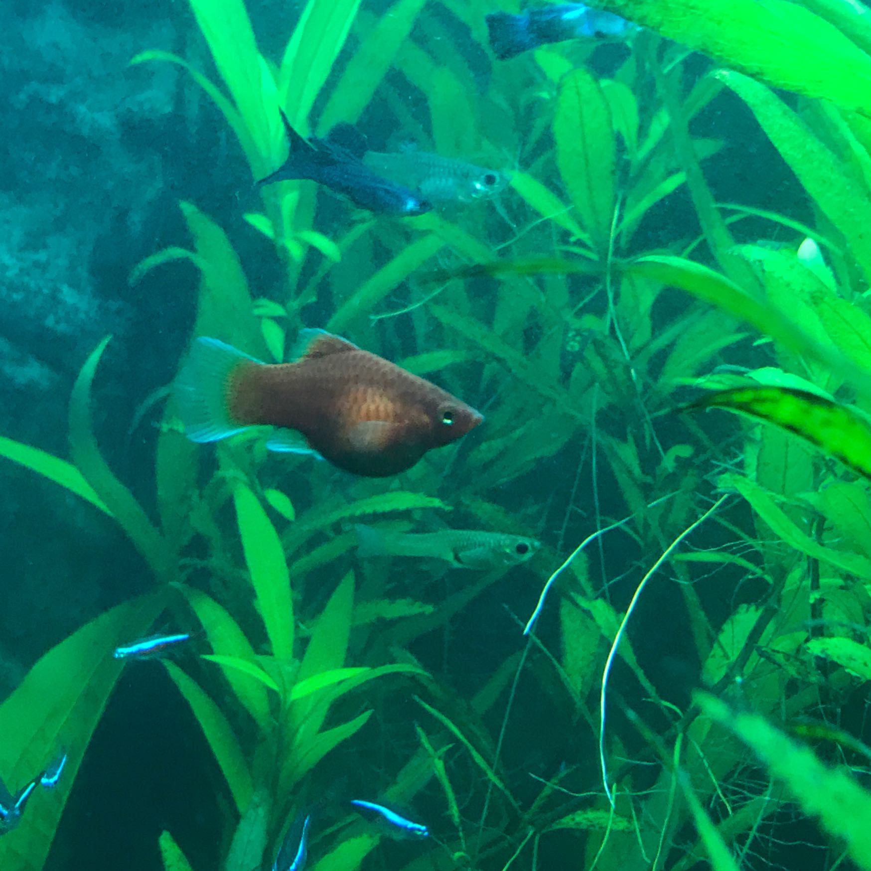 Schwangere Fische im Aquarium, wann in Ablaichkasten ...