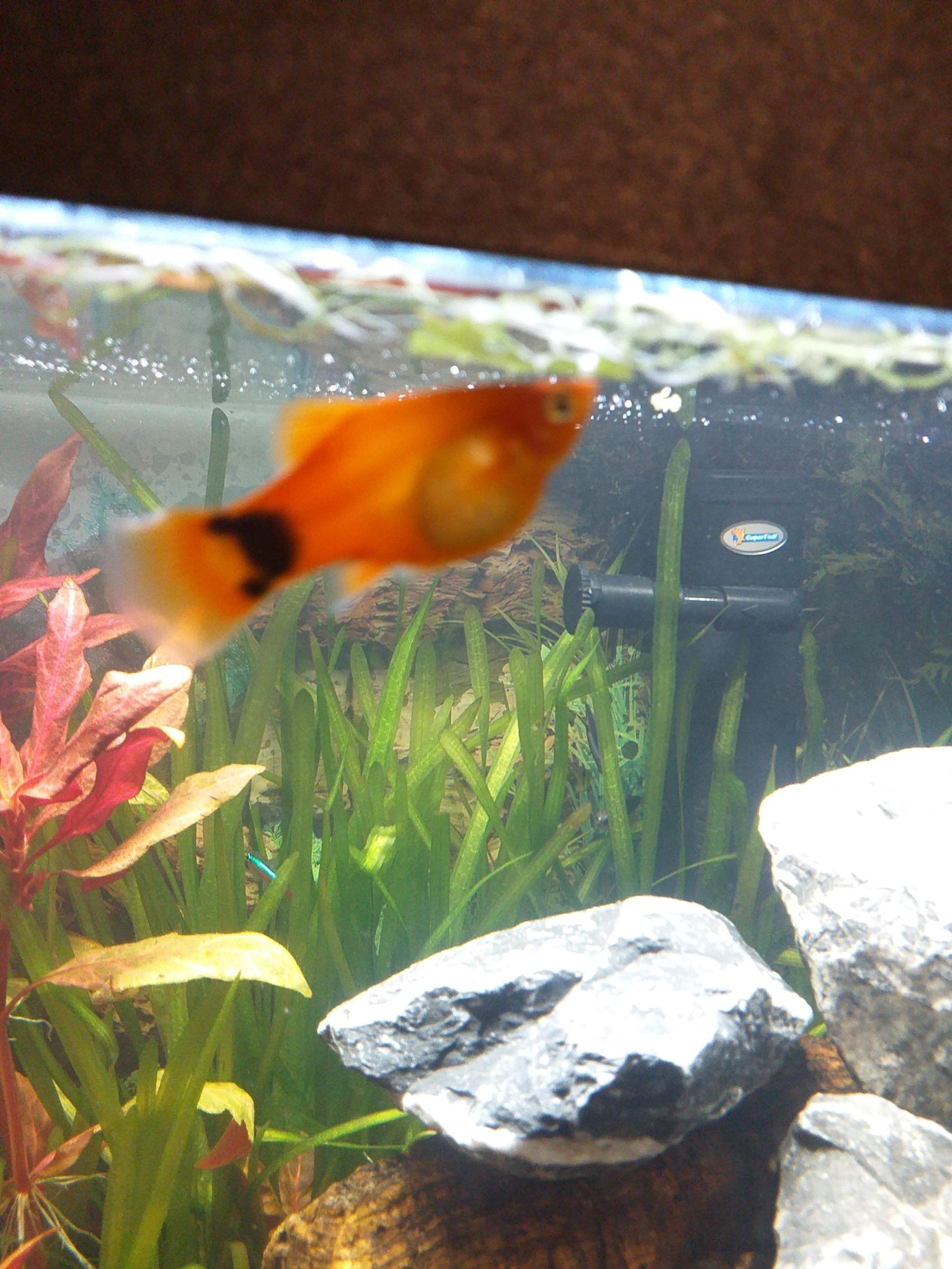 Wie Lange Dauert Es Bis Das Aquarium Klar Ist Schwangerschaft Mollys? (Fische, Aquarium)