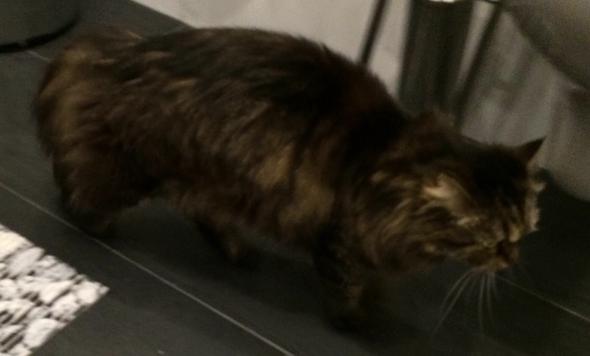 schwanz von katze hangt nur noch