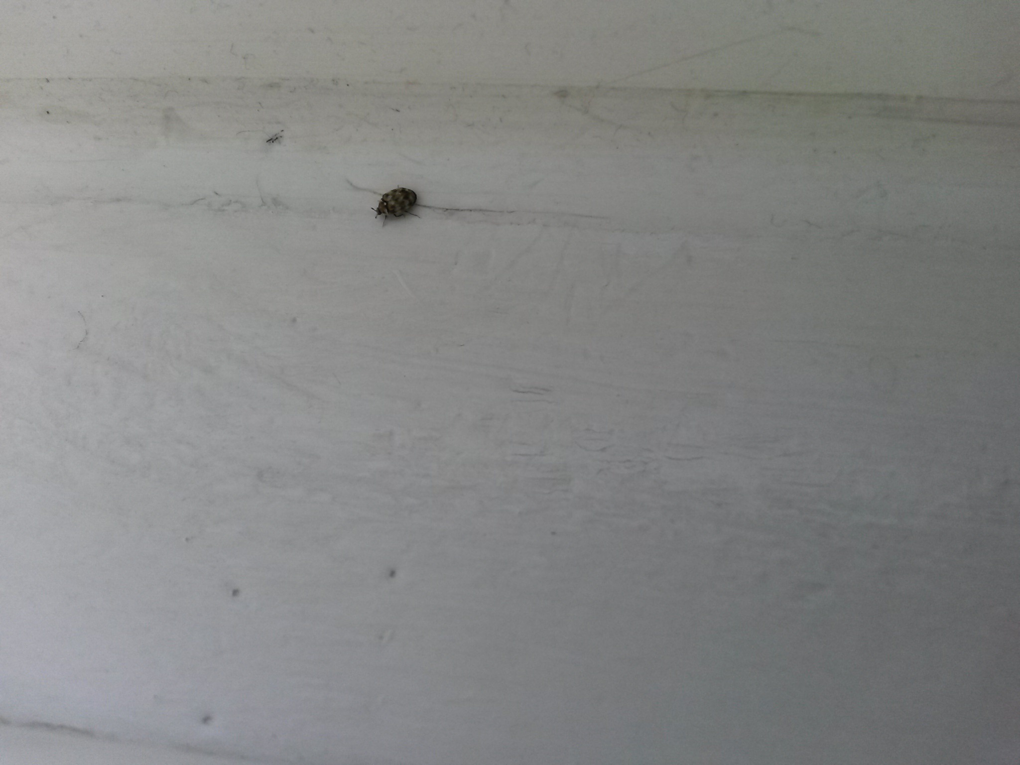 Schwarz gelb gemusteter Käfer in Wohnung (Insekten)