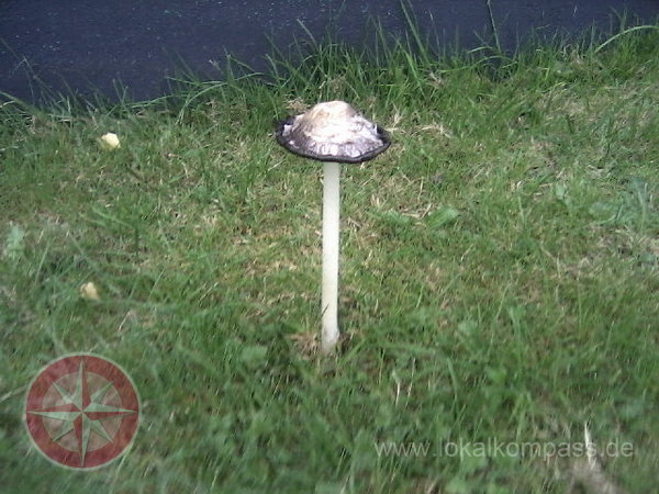 Schwarz weißer Pilz? (Garten, Pilze)