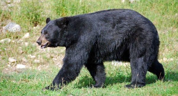 Schwarzbar Gegen Gorilla Tiere Kampf