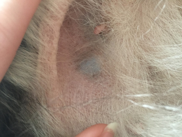 Hund Hat Beule Unter Der Haut / Hund hat eine harte in etwa Ei große
