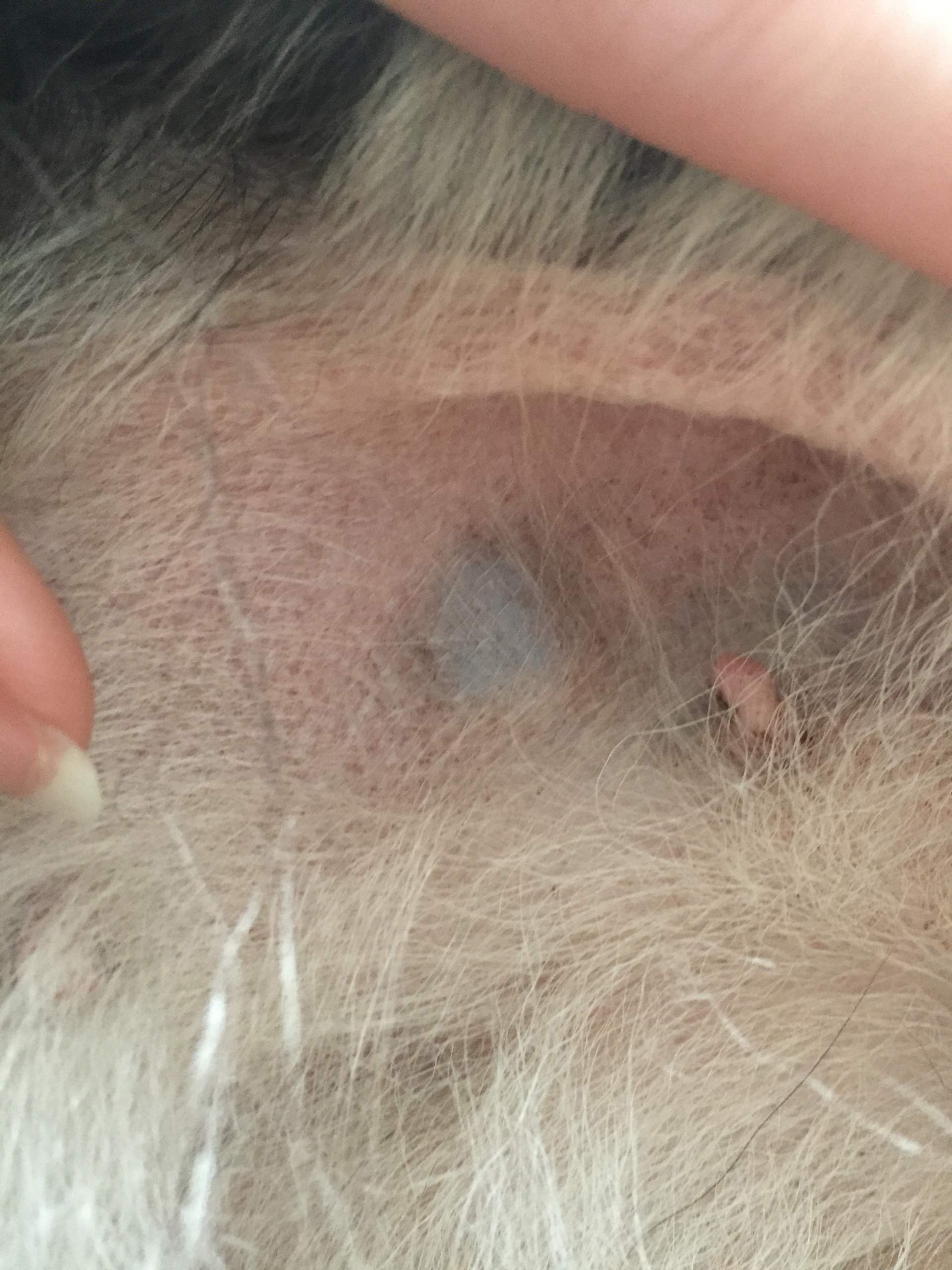 Schwarze Beule bei meinem Hund. Was könnte das sein?