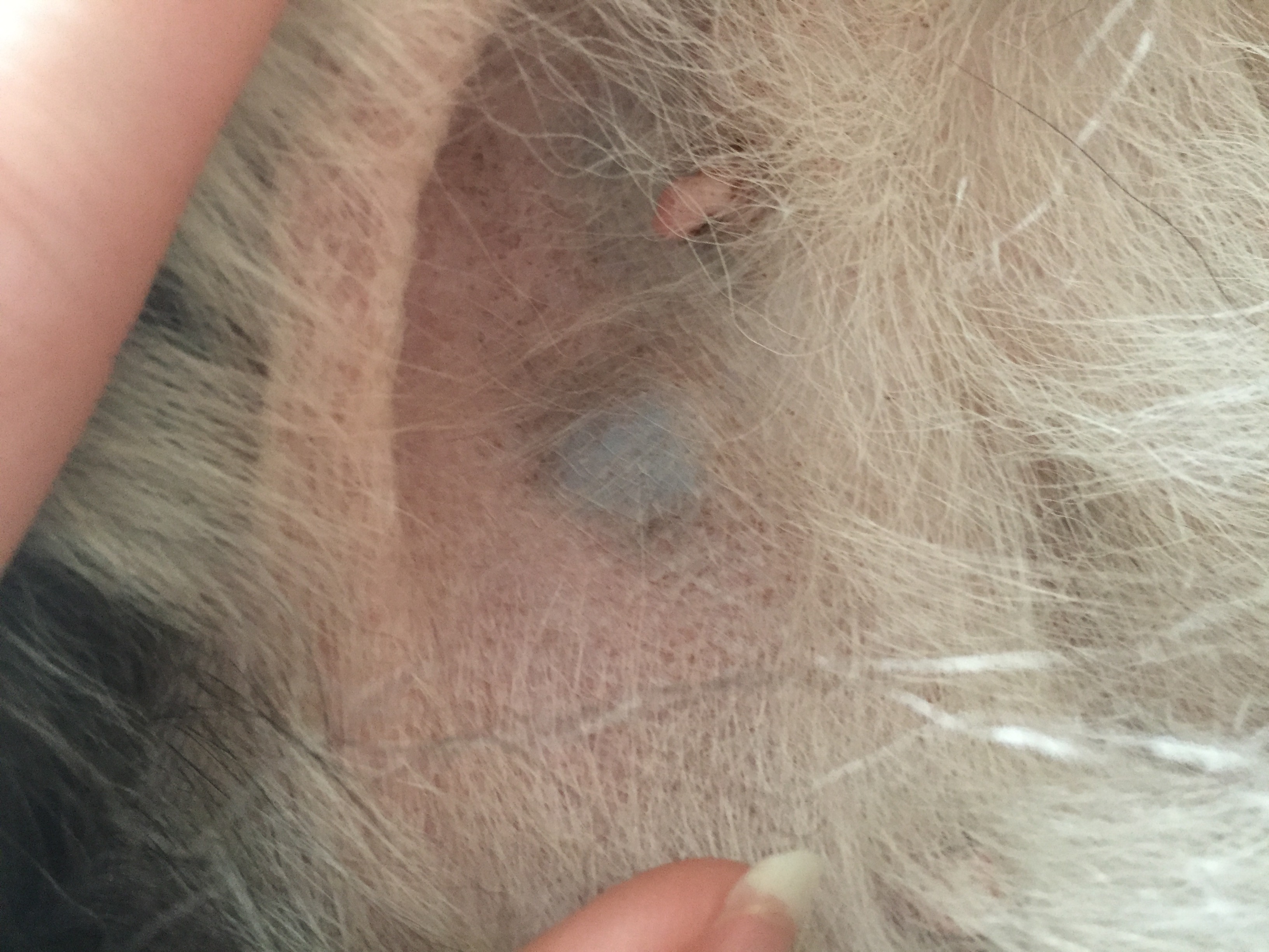 Schwarze Beule bei meinem Hund. Was könnte das sein?