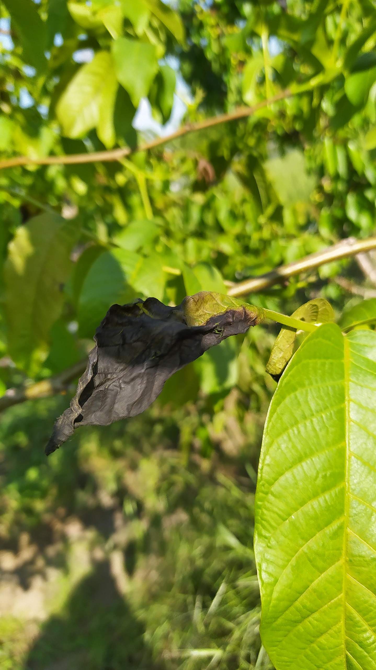 Schwarze Blätter an Baum? (Pflanzen, Garten, Natur)