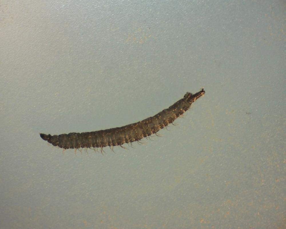Schwarze Ca 1cm Lange Tierchen Im Toilettenwasser Schwarz Klo Schwarze Ca 1cm Lange Tierchen Im Toilettenwasser Schwarz Klo