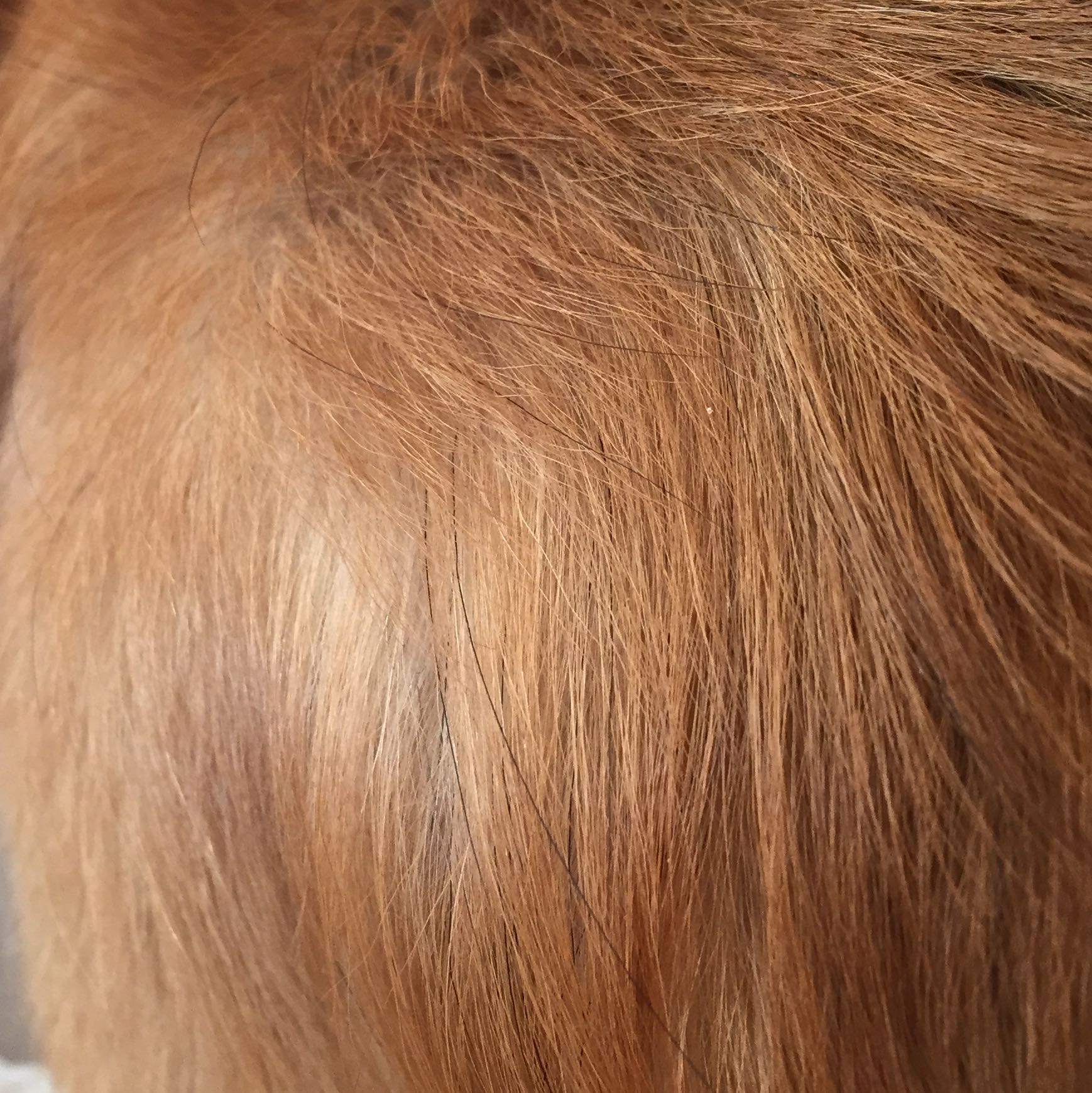 Schwarze Fellhaar beim Hund obwohl der Hund helles Fell hat (Haustiere