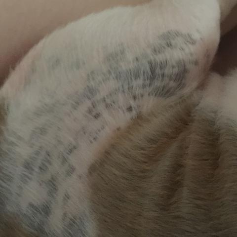 Schwarze flecken am hund (Shih Tzu)