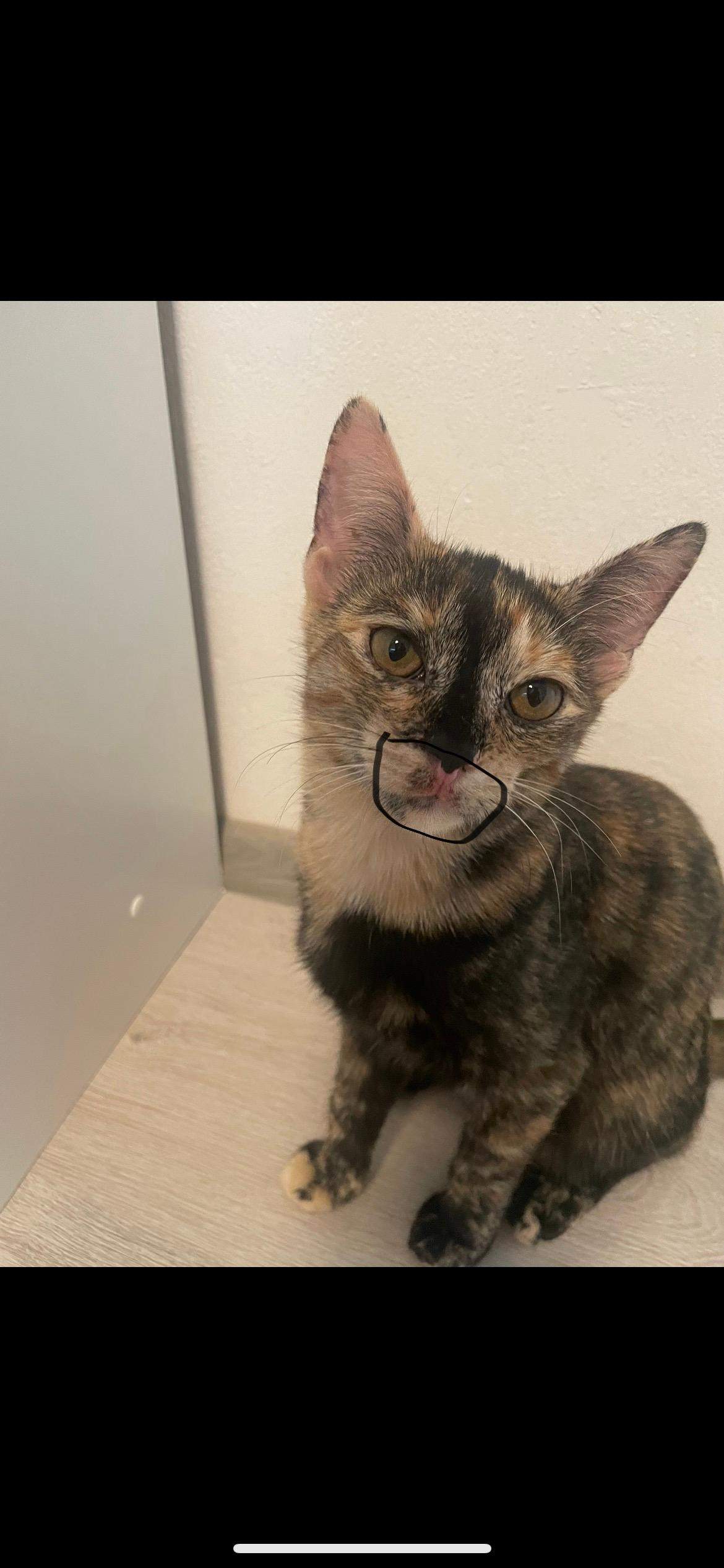 Katze Schwarze Flecken Im Mund