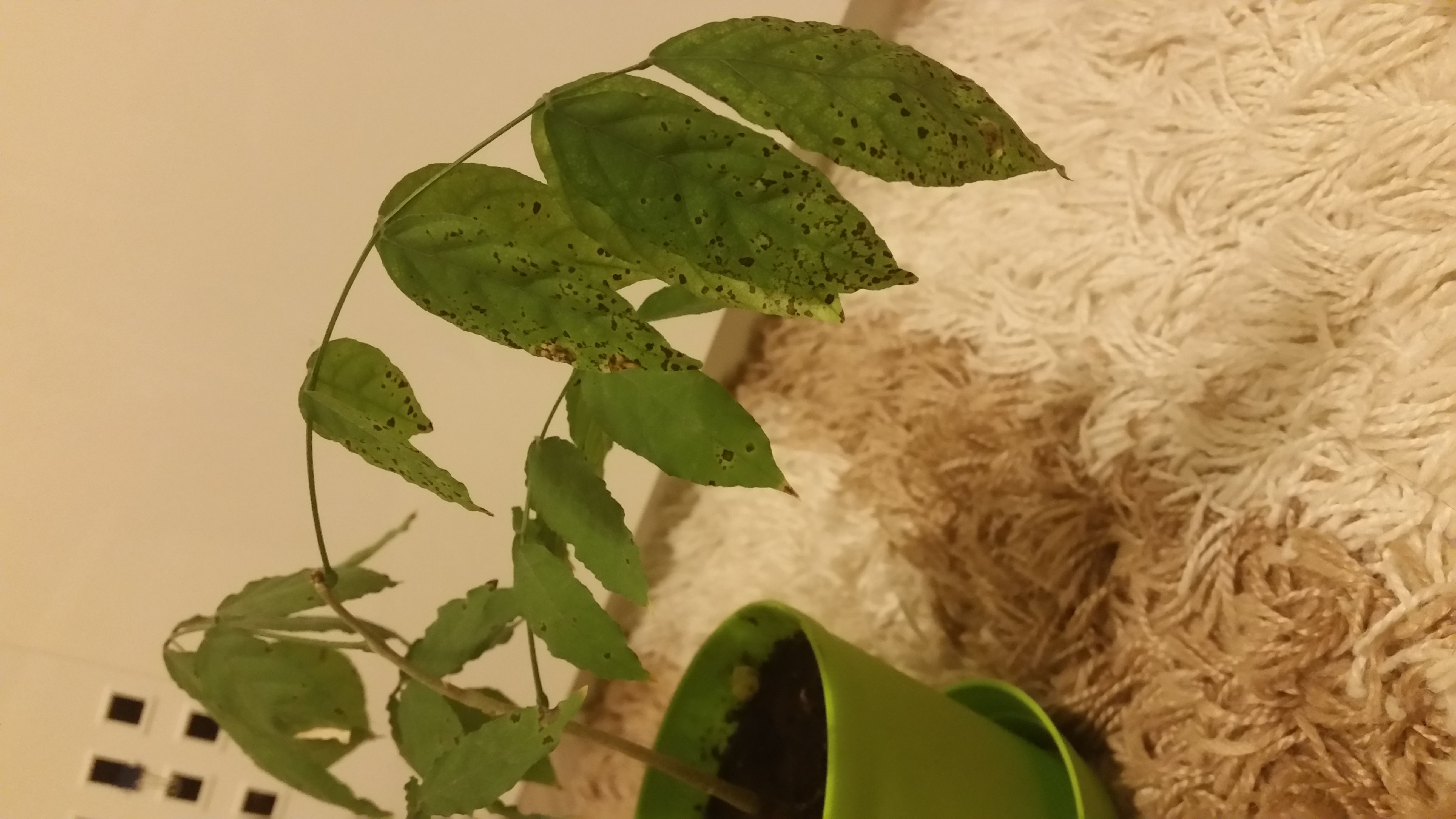 Schwarze flecken auf den Blättern meines Bonsai? (Pflanzen, Garten, Baum)