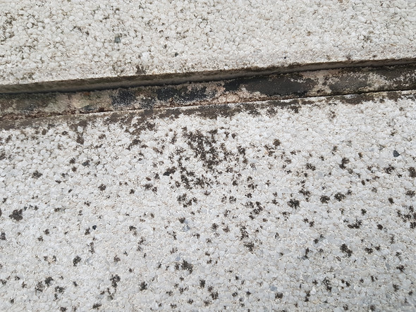 Schwarze Flecken Auf Terrassenplatten Wie Entfernen