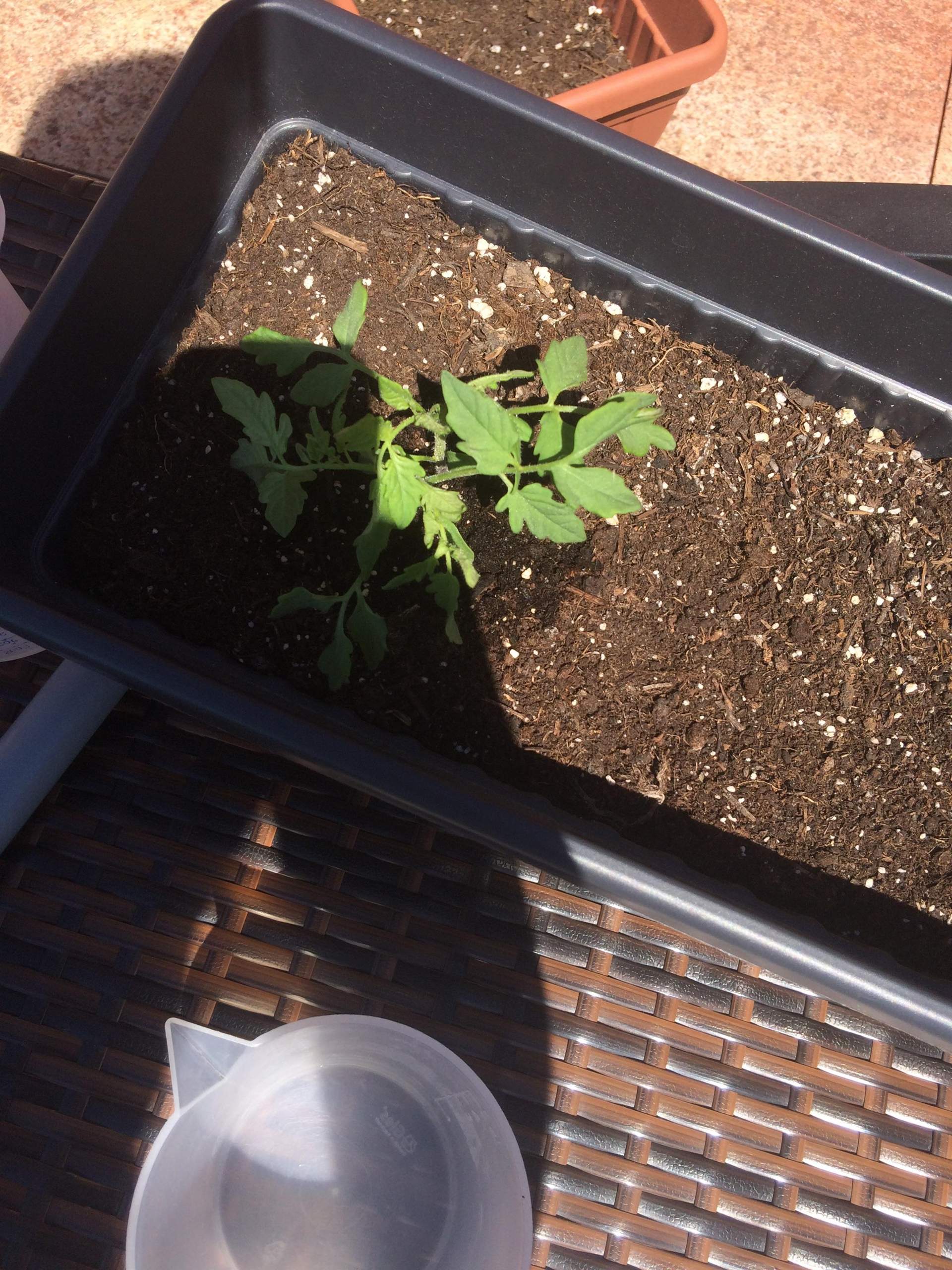 Schwarze Fliegen auf Tomaten 🍅? (Pflanzen, Garten, Gemüse)