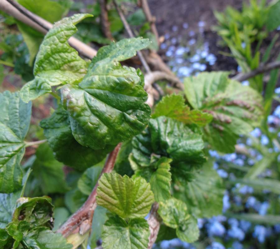 schwarze Johannisbeeren Stamm ist krank Hilfe? (Pflanzen, Garten