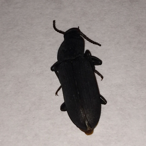 Käfer aus Bar - (Haus, Insekten, wohnen)