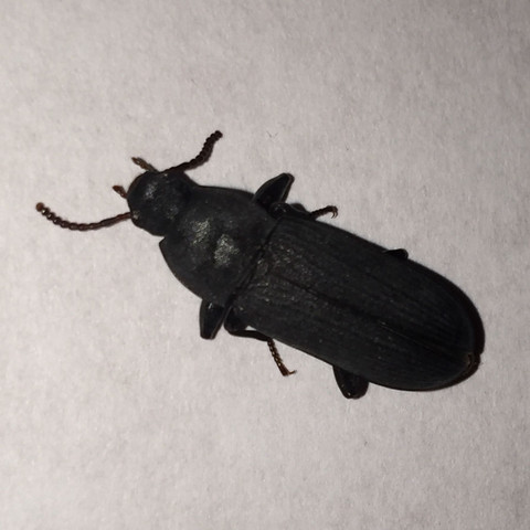 Schwarze Käfer im ca. 160 Jahre alten Fachwerkhaus... Welche Art und