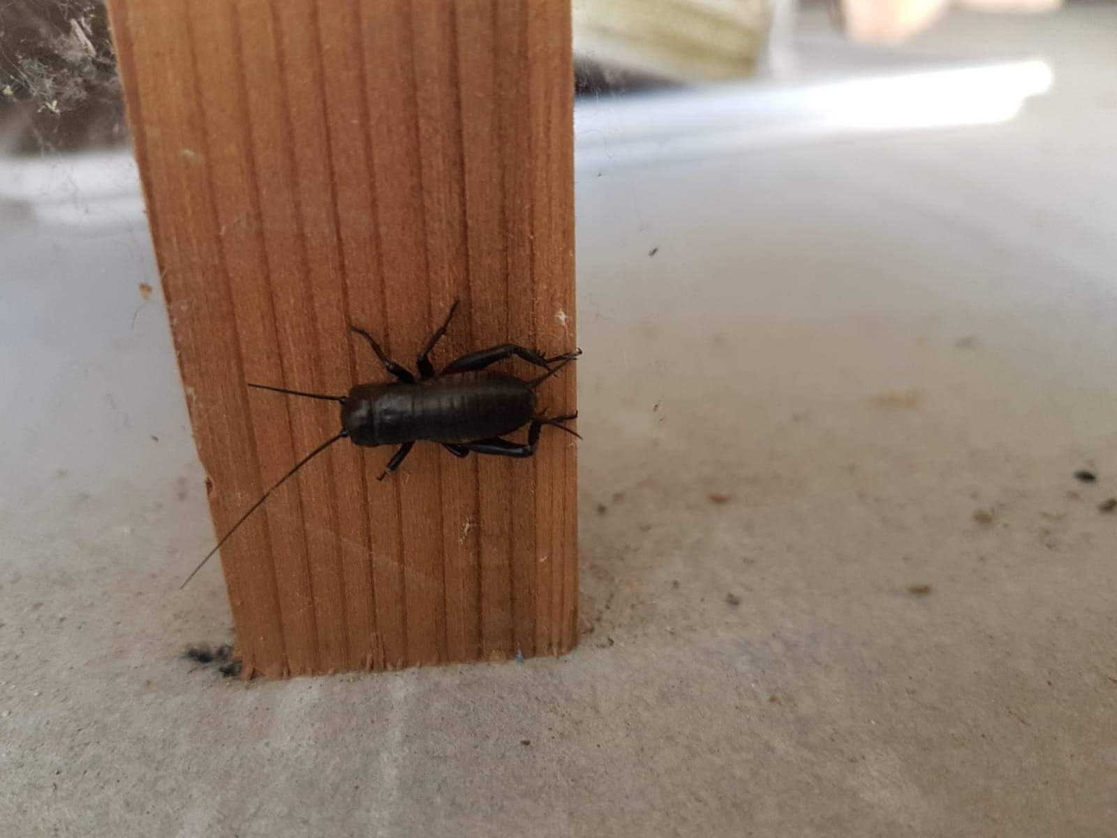 Großer schwarze Käfer im Haus: was tun? 
