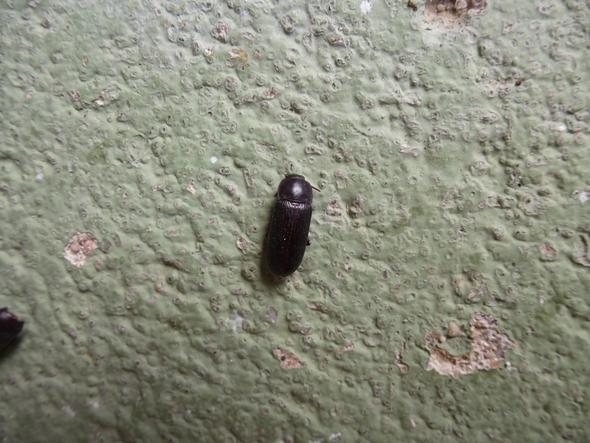 Käfer schwarz - (Wohnung, Insekten, Schädlinge)