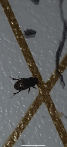 Schwarze Käfer was ist das?