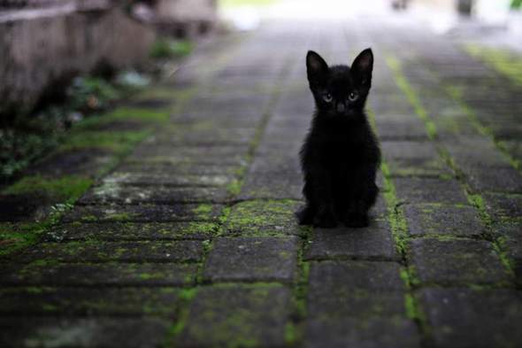 schwarze Katze?