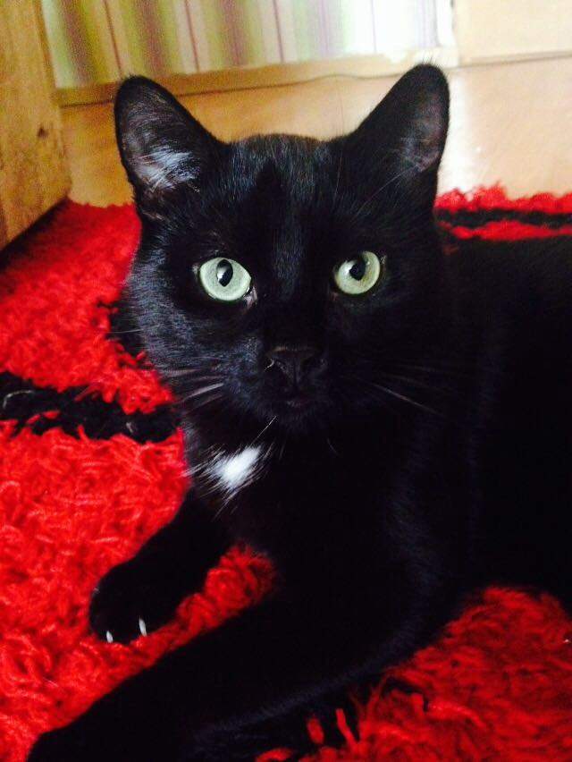 Schwarze Katze mit weißem Punkt Rasse oder nicht? (Flecken, Punkte, weiß) Schwarze Katze mit weißem Punkt Rasse oder nicht? (Flecken, Punkte, weiß)