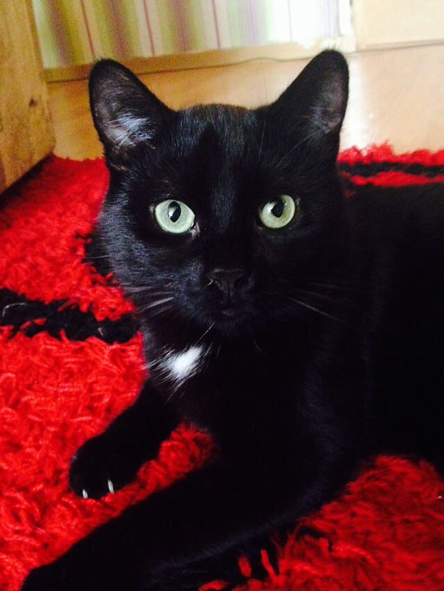 Schwarze Katze mit weißem Punkt Rasse oder nicht? (schwarz, Flecken