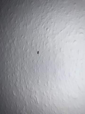 - (Insekten, Ungezieferbekämpfung, käferbefall)