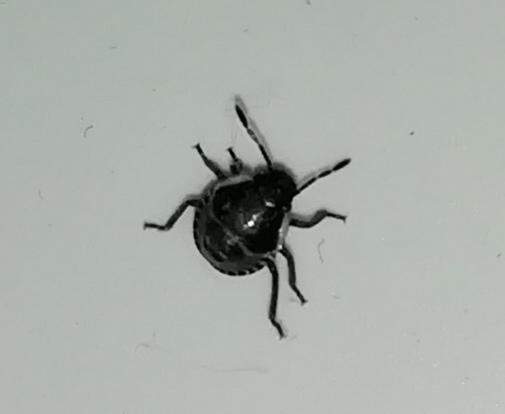 Schwarze kleine Käfer im Haus? (Tiere, Garten, Insekten)