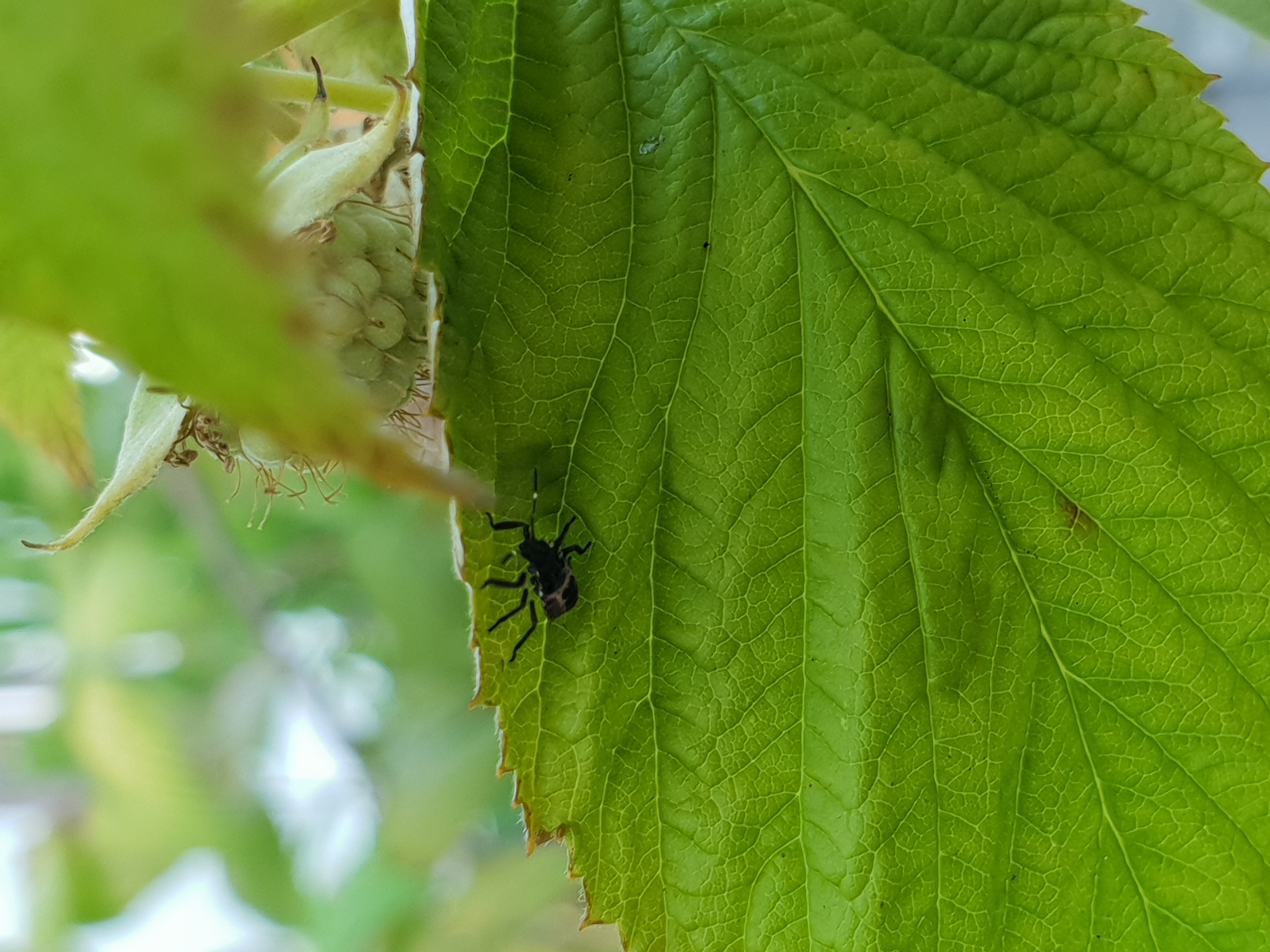 Schwarze kleine Käfer mit Eigelege an Himbeeren? (Insekten)