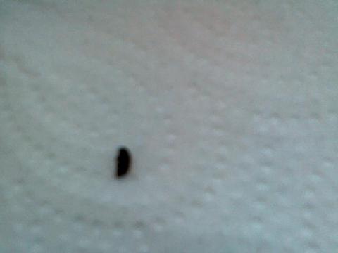 Schwarze kleine Käfer überallllllllllllllllllll! (Insekten ...