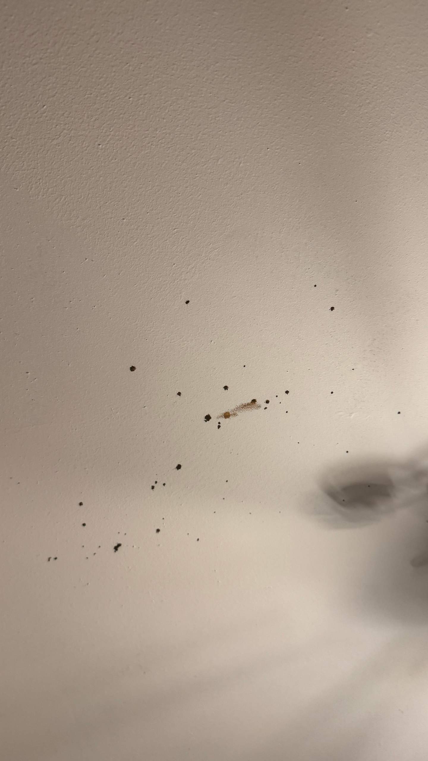 Kleine Schwarze Krumel In Der Wohnung