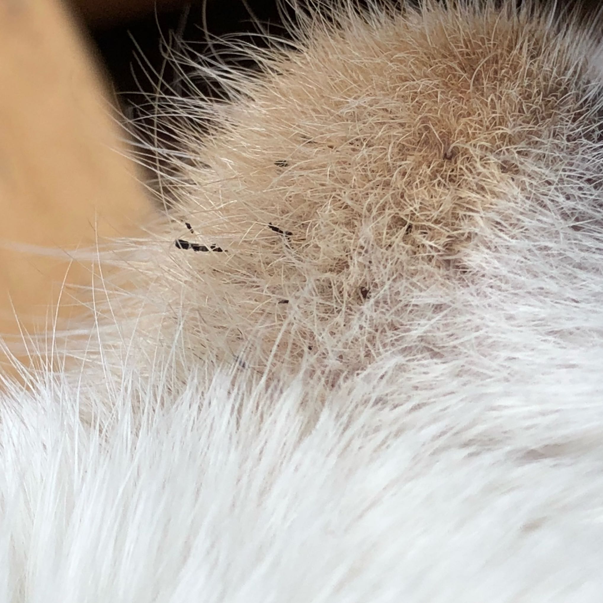 schwarze krumel am kinn meines katers gesundheit und medizin krankheit katze