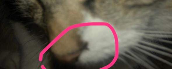 Schwarze Kruste an der Nase Katze? (Tiere)