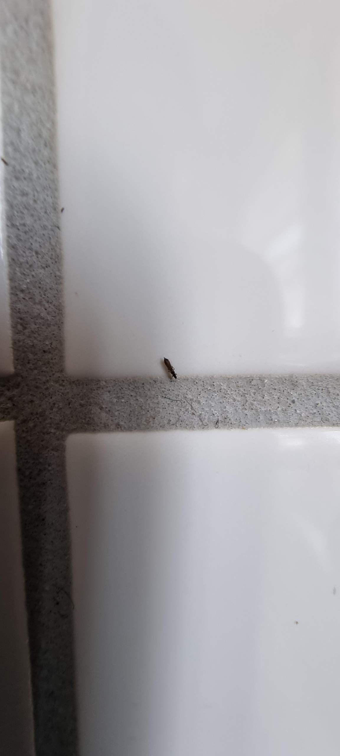 Schwarze Mini Insekten in Küche 🤮? (Tiere, Haushalt, Hygiene)