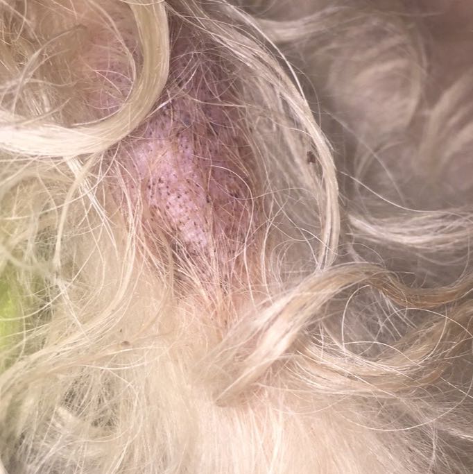 schwarze milben hund