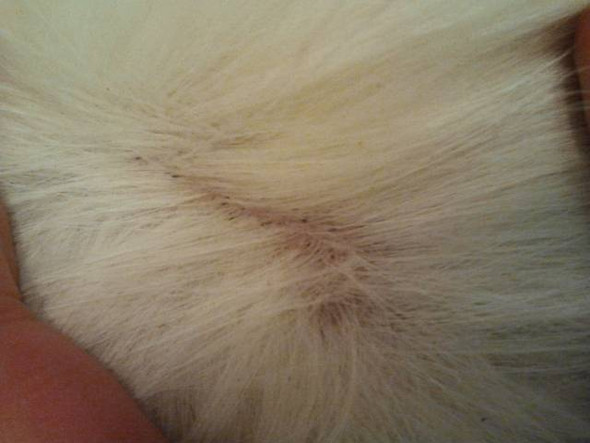 Schwarze Punkte Am Haaransatz Was Ist Das Krankheit Katzen