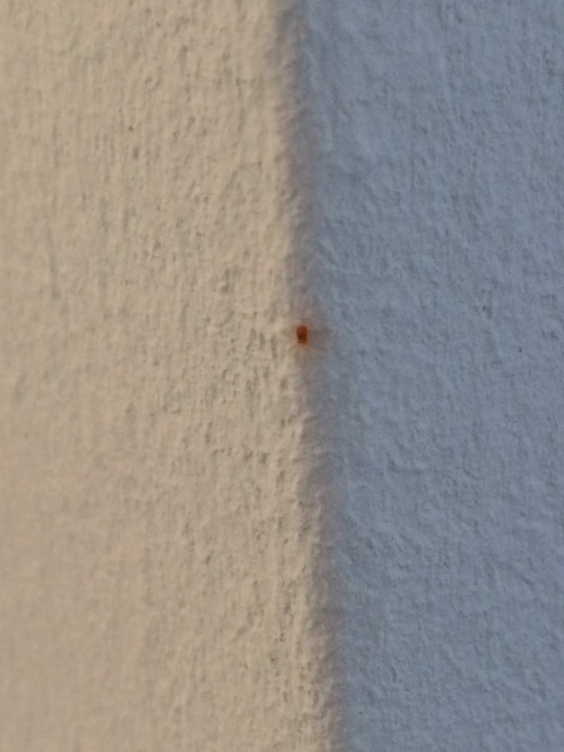 Was Sind Die Kleinen Schwarzen Punkte An Der Hauswand was-sind-die-kleinen-schwarzen-punkte-an-der-hauswand