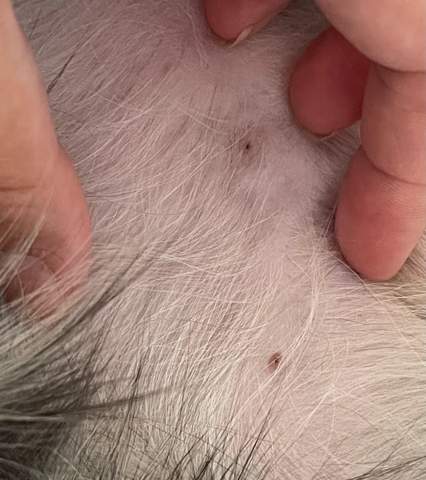Schwarze Punkte auf Brustwarzen beim Hund(Rüde)? (Tiere)