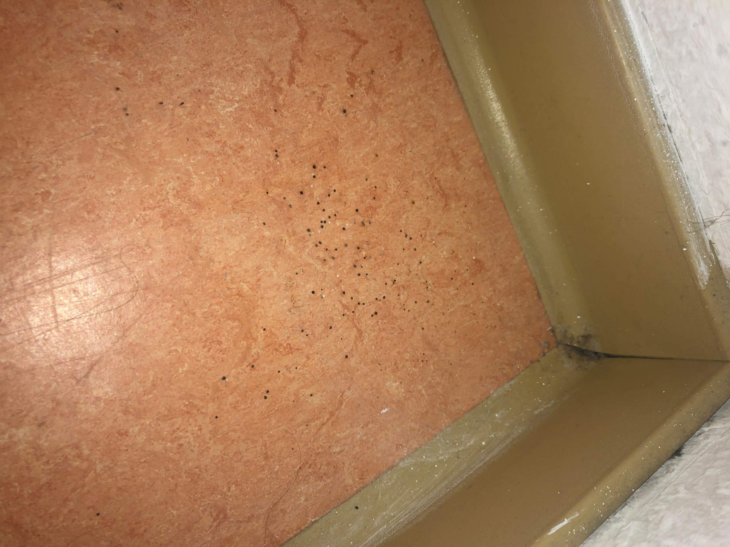 Schwarze Punkte auf dem boden? (Haushalt, Ungeziefer)