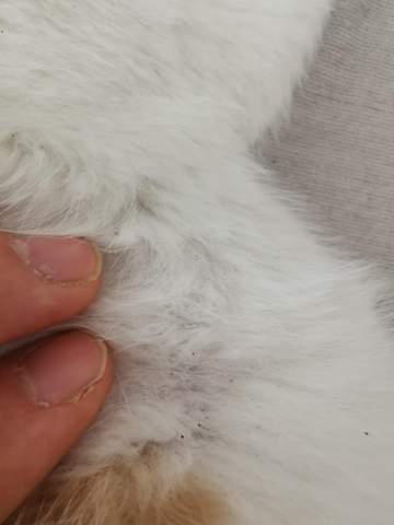 Schwarze Punkte Im Fell Meiner Katze