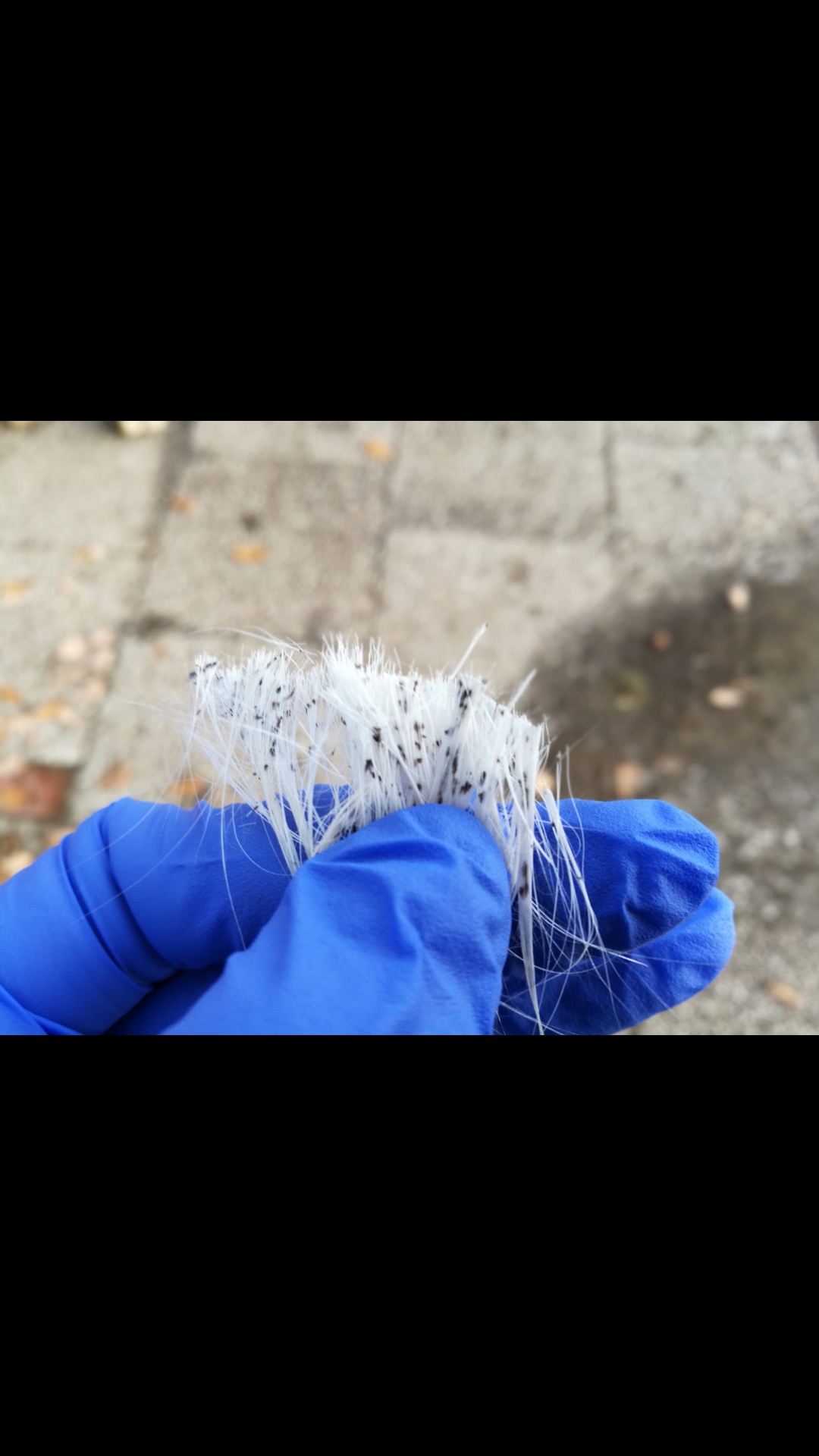 Schwarze Punkte im Fell, was für Viecher sind das? (Pferde, Tiermedizin
