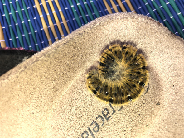 Schwarze Raupe Mit Weissen Streifen Und Gelben Pelz Gefunden