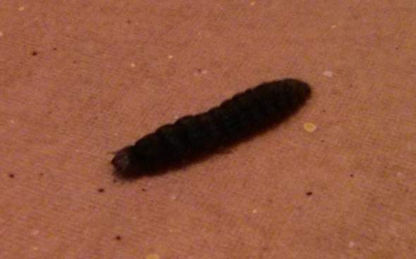 Schwarze Raupen/Larven im Keller (Haus, Schädlinge, raupe)